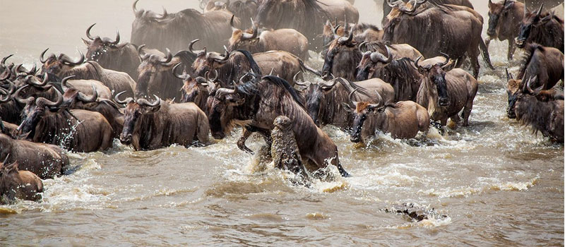 10-days-Migration-Mara-River-Crossing