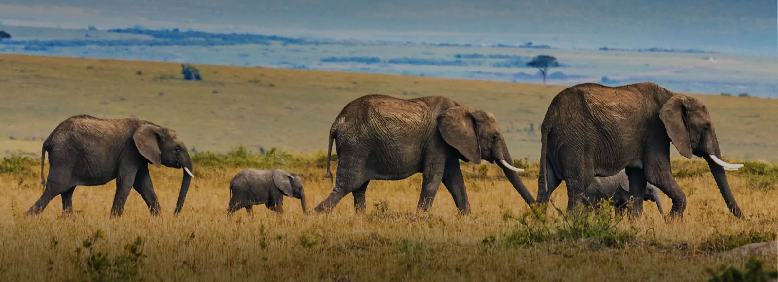 banner-1 Tanzania Safaris