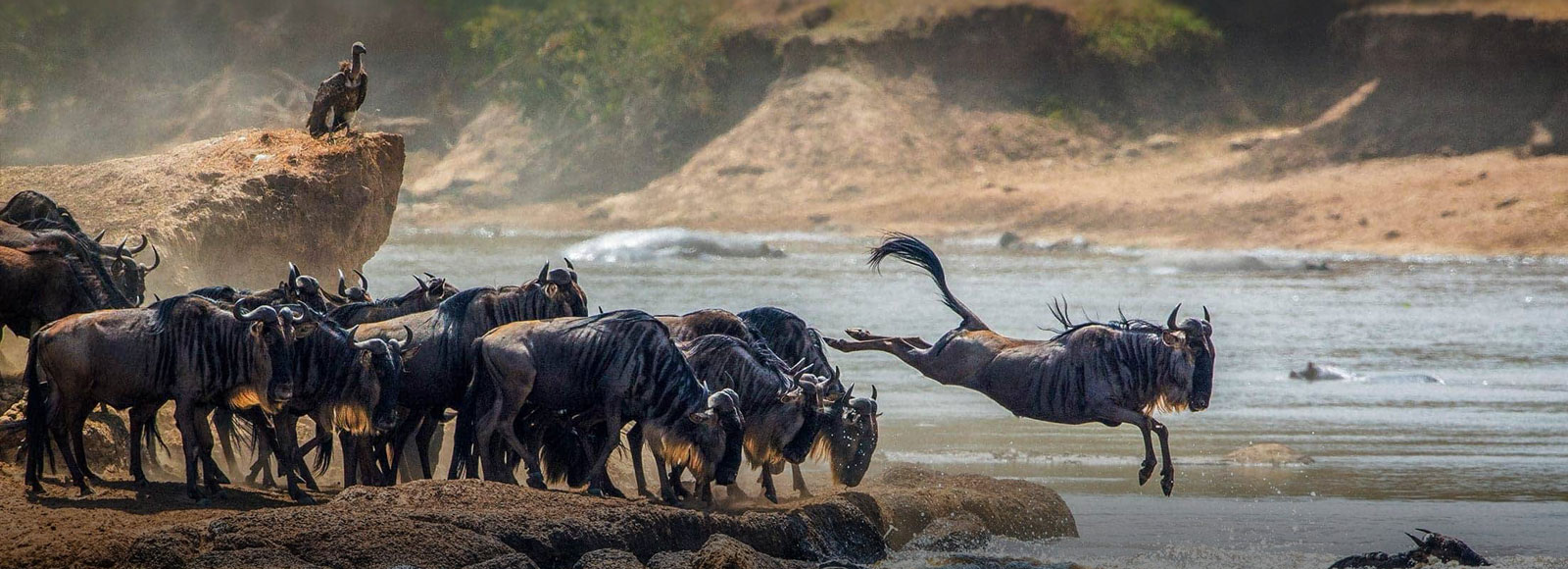 Serengeti migration Serengeti migration