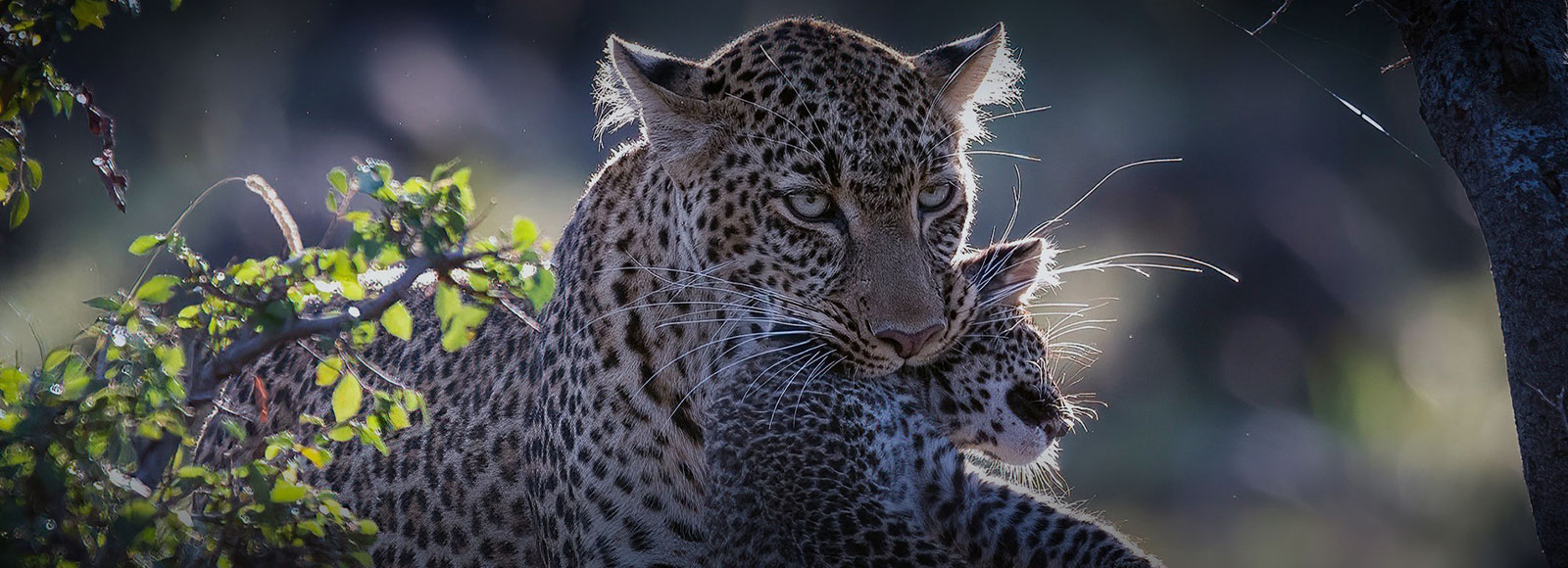 Tanzania Safari Itinerary Tanzania Safari Itinerary