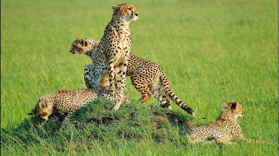 Kenya Adventure Safaris