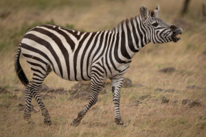 5 days safari package