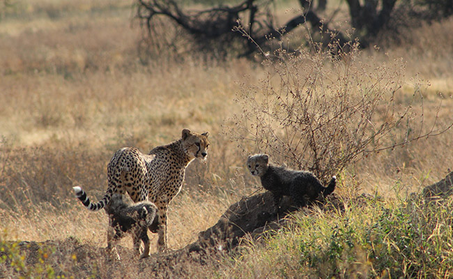 Serengeti National Park